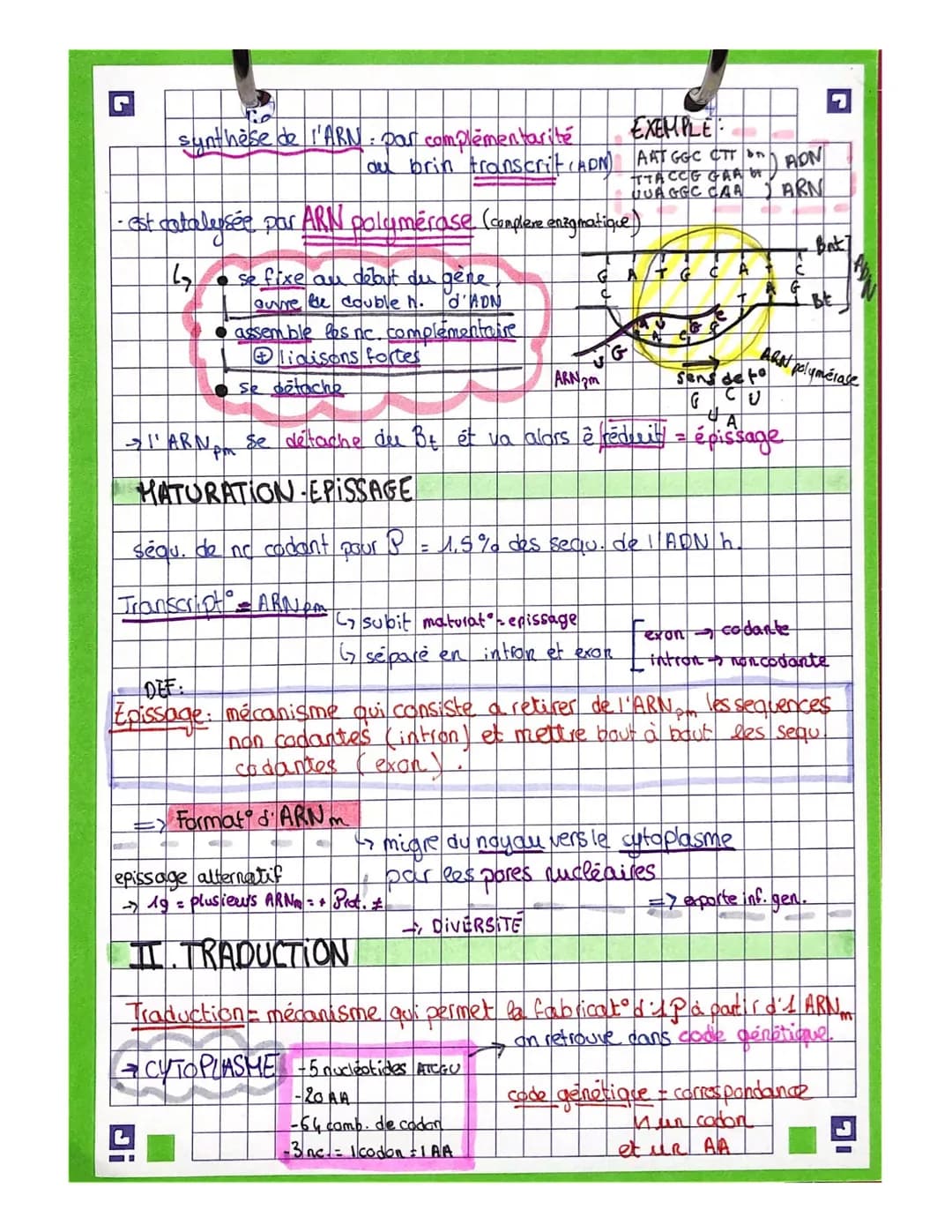 G
INTRO
proteine assemblage d'AA
→ Sequ. des gènes permet de def la
sequen AA as prot
Pous savons que ADN →noyou
marquage radio : synthèse d