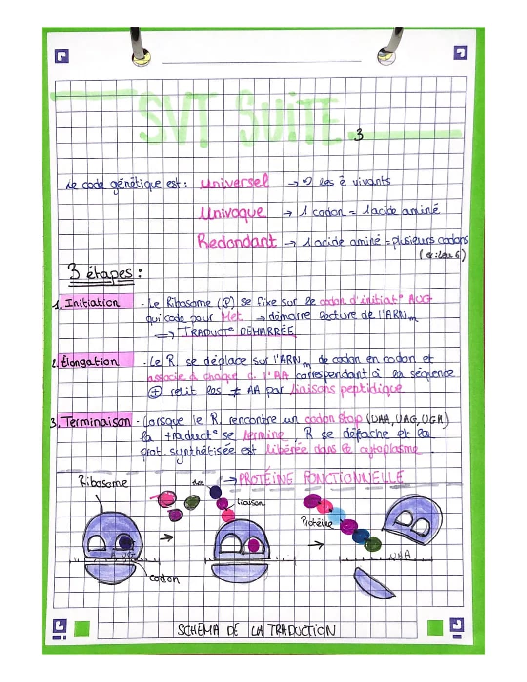 G
INTRO
proteine assemblage d'AA
→ Sequ. des gènes permet de def la
sequen AA as prot
Pous savons que ADN →noyou
marquage radio : synthèse d