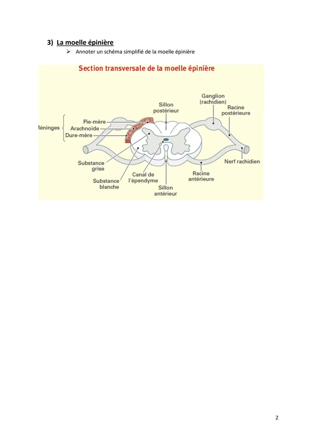# Fiche MEMO
Organisation du système Nerveux

Objectifs :
- Indiquer la fonction des systèmes nerveux cérébrospinal et neurovégétatif
- Anno