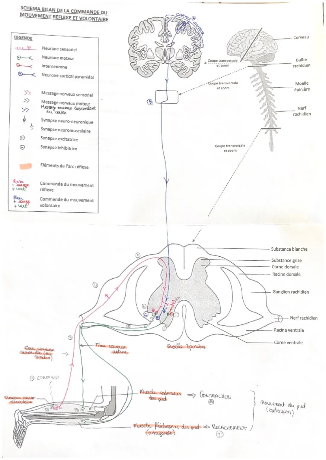 modif du
fonctionnem
de supst.
nerveux
SYSTEME
NERVEUX
échelle
organe
échoile
cellulaire
maladie,
MESSAGE
NERVEUX ELECTRIQUE
corpo cellulare