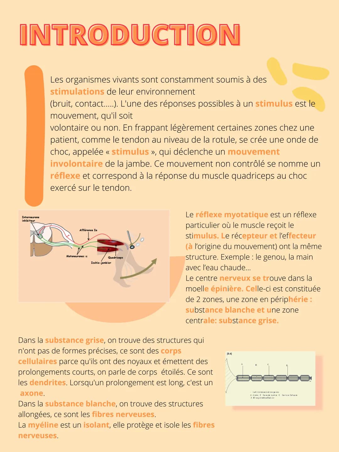 THEME 5: Corps
humain et santé
CHAPITRE 1: Un exemple de
réflexe, le réfléxe myotatique. INTRODUCTION
Interneurone
inhibiteur
Les organismes