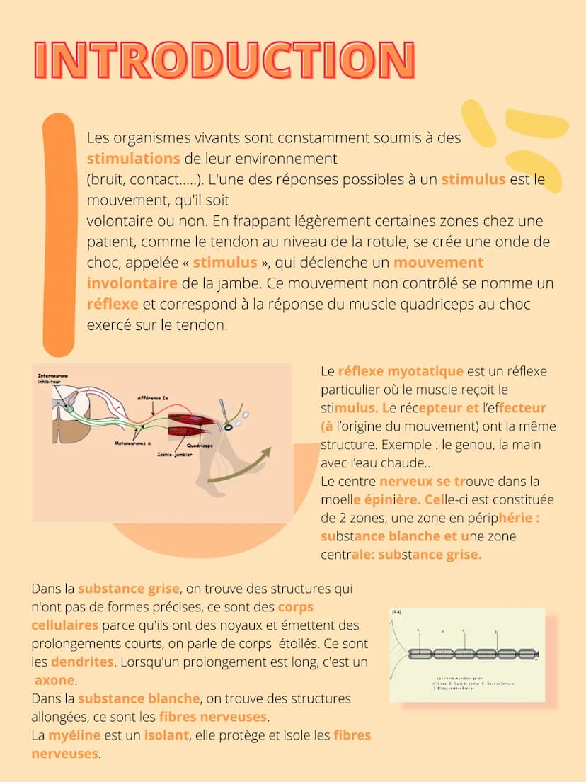 THEME 5: Corps
humain et santé
CHAPITRE 1: Un exemple de
réflexe, le réfléxe myotatique. INTRODUCTION
Interneurone
inhibiteur
Les organismes