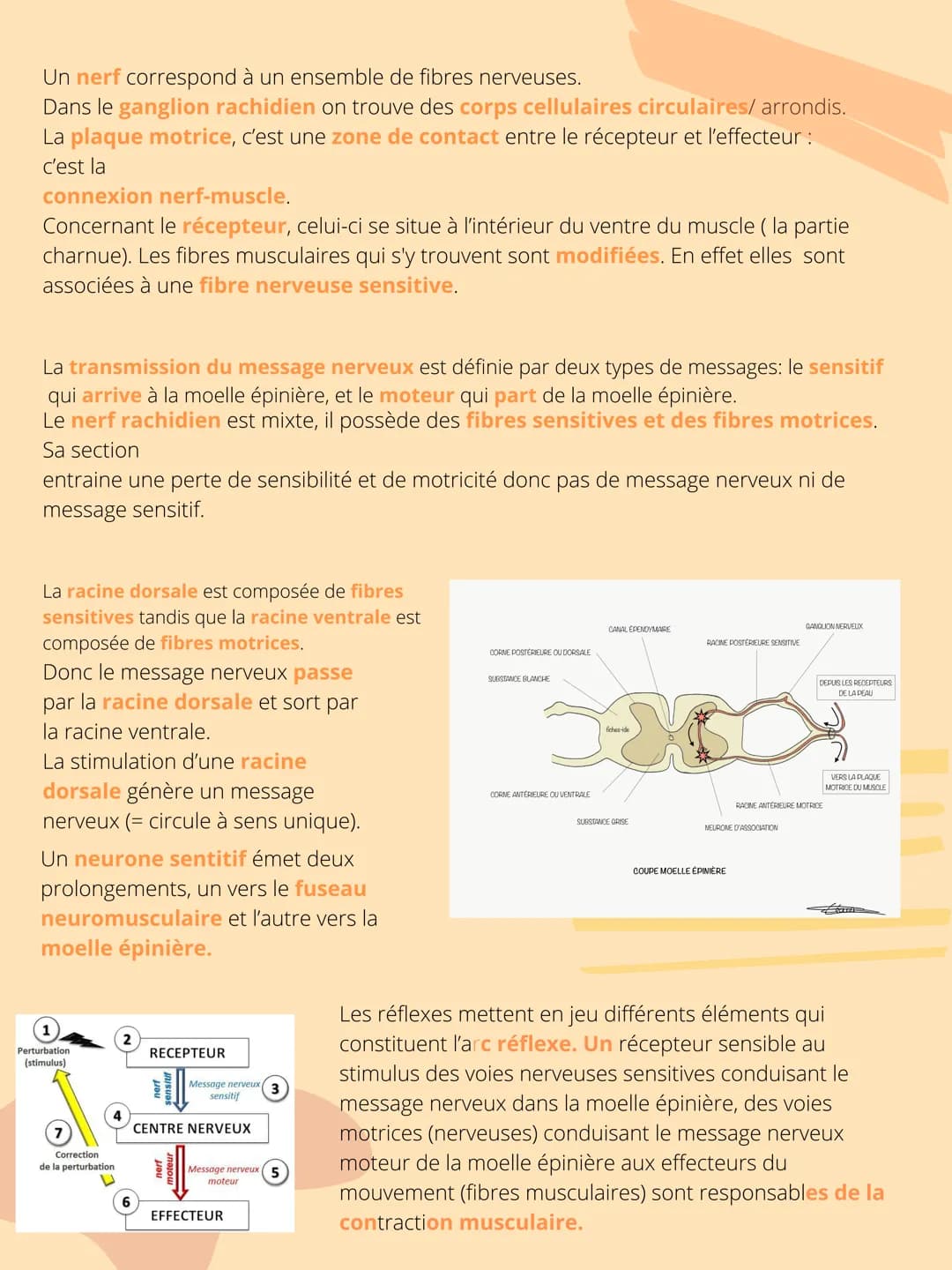 THEME 5: Corps
humain et santé
CHAPITRE 1: Un exemple de
réflexe, le réfléxe myotatique. INTRODUCTION
Interneurone
inhibiteur
Les organismes