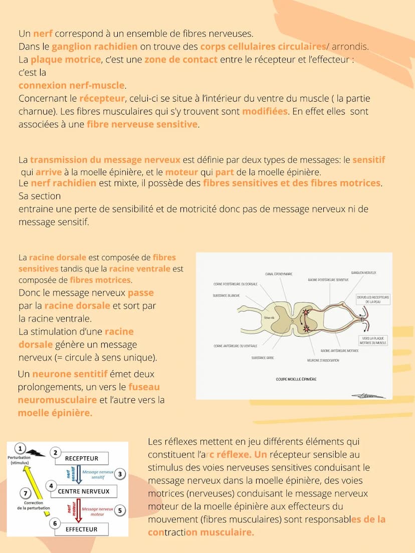 THEME 5: Corps
humain et santé
CHAPITRE 1: Un exemple de
réflexe, le réfléxe myotatique. INTRODUCTION
Interneurone
inhibiteur
Les organismes