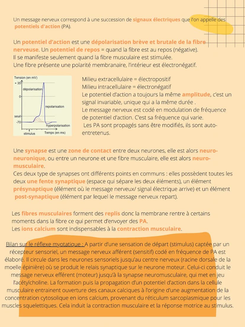 THEME 5: Corps
humain et santé
CHAPITRE 1: Un exemple de
réflexe, le réfléxe myotatique. INTRODUCTION
Interneurone
inhibiteur
Les organismes