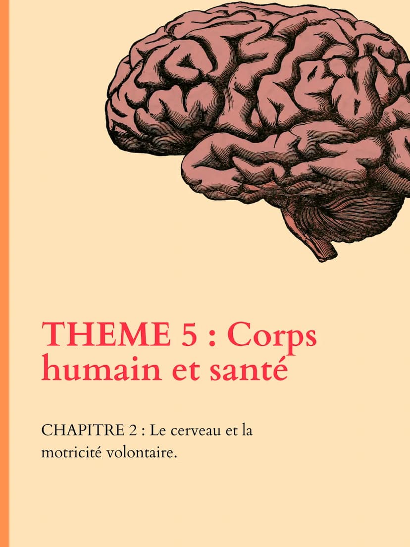 THEME 5: Corps
humain et santé
CHAPITRE 1: Un exemple de
réflexe, le réfléxe myotatique. INTRODUCTION
Interneurone
inhibiteur
Les organismes
