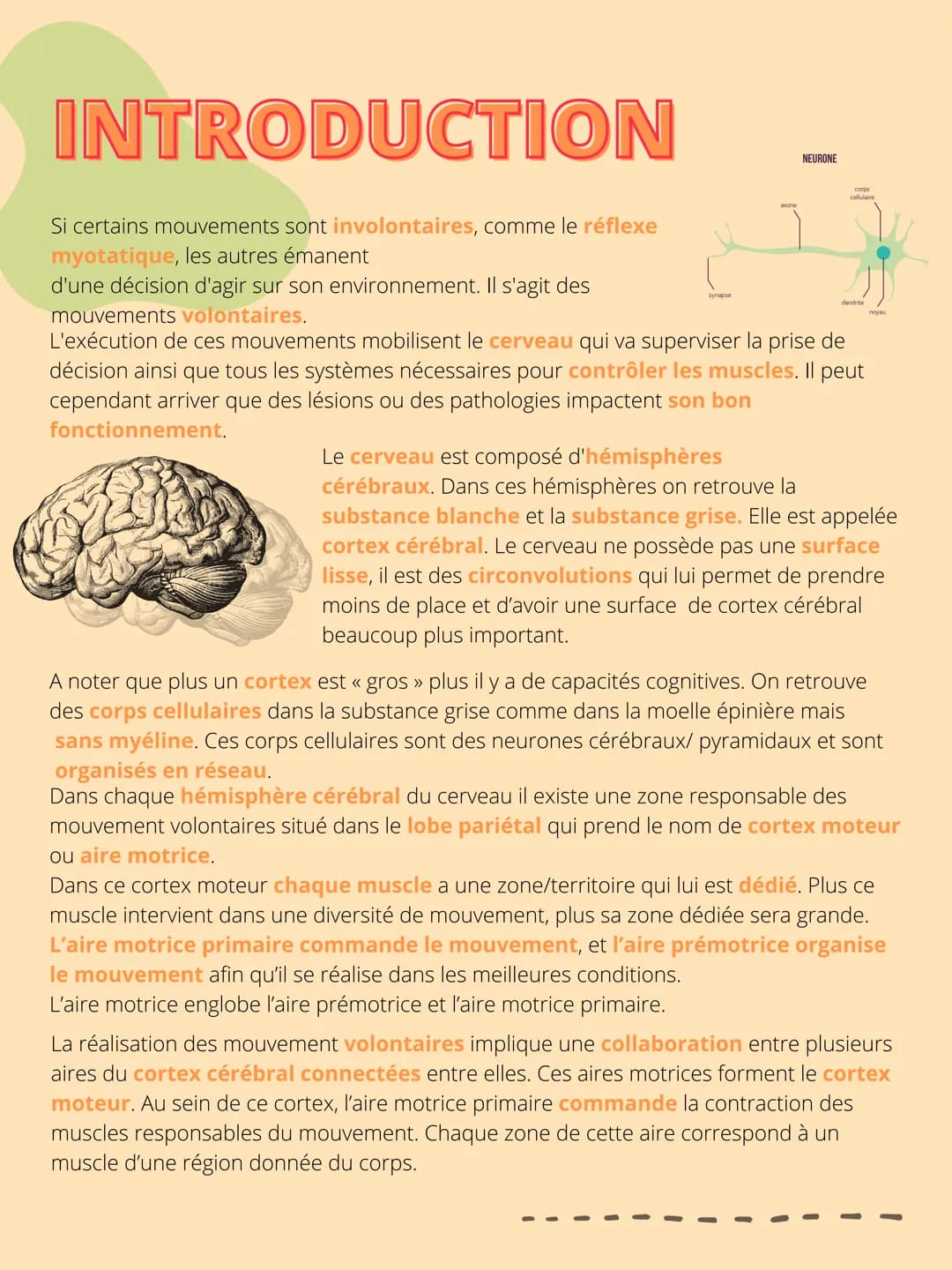 THEME 5: Corps
humain et santé
CHAPITRE 1: Un exemple de
réflexe, le réfléxe myotatique. INTRODUCTION
Interneurone
inhibiteur
Les organismes
