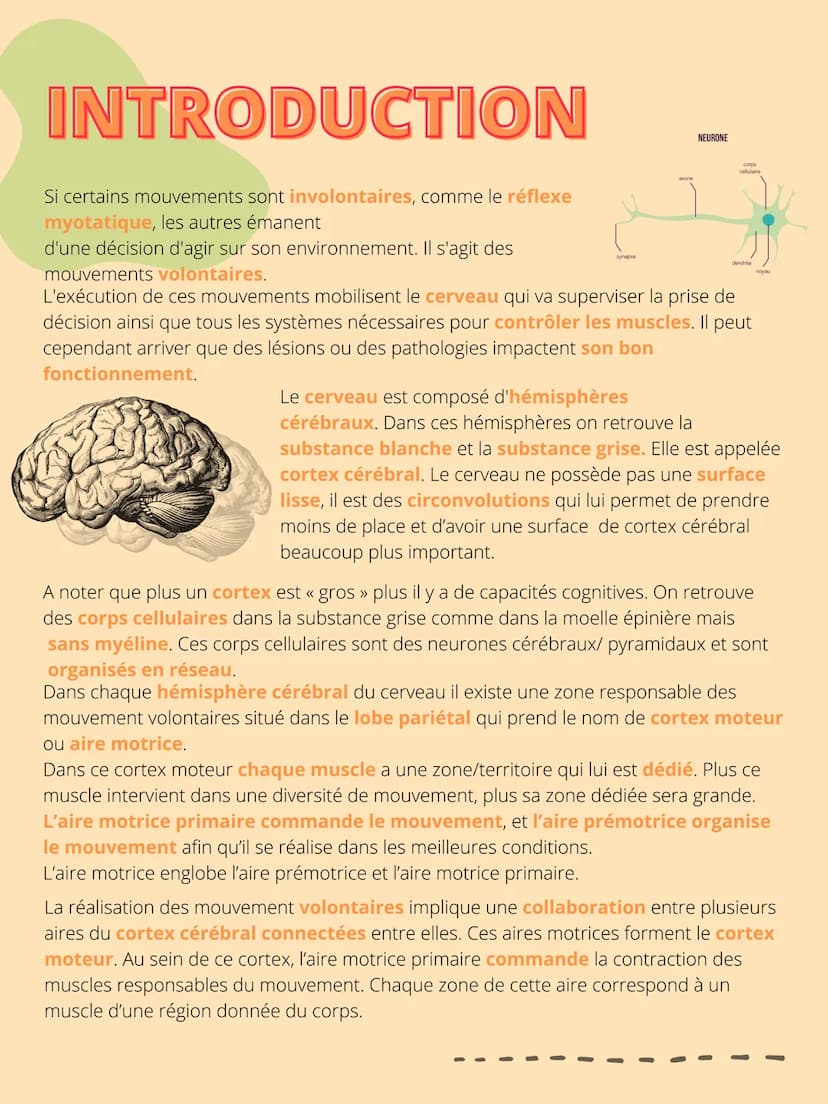 THEME 5: Corps
humain et santé
CHAPITRE 1: Un exemple de
réflexe, le réfléxe myotatique. INTRODUCTION
Interneurone
inhibiteur
Les organismes