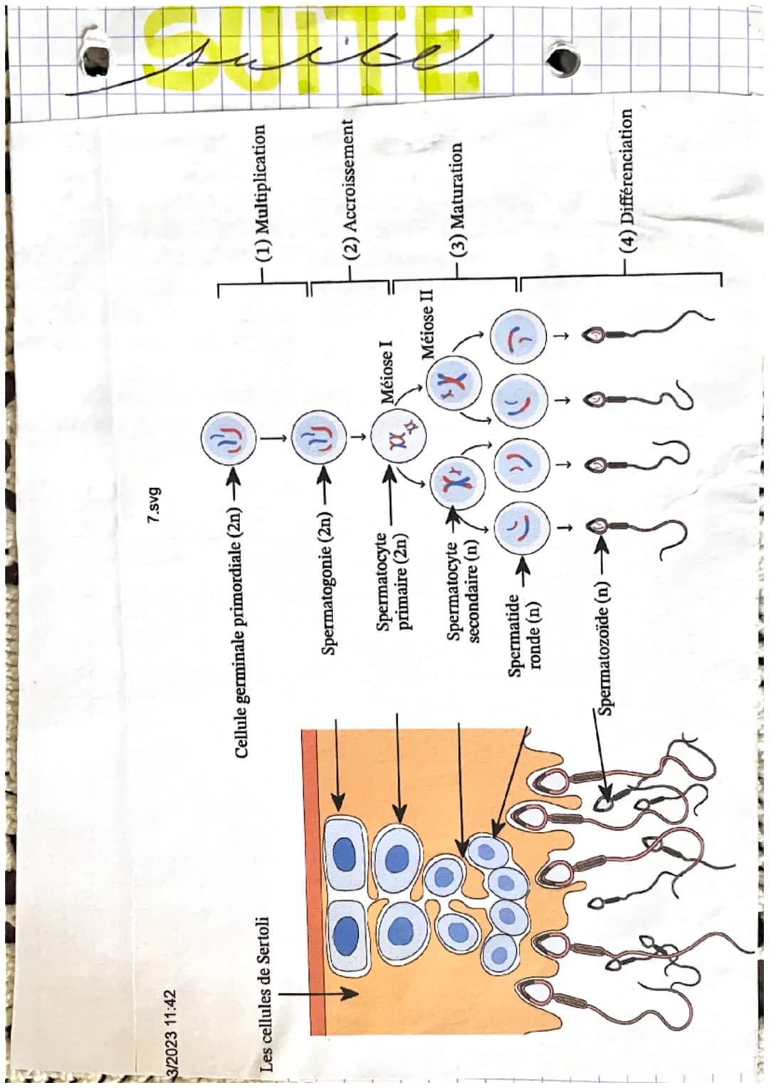منظر اور پور
la fonction de reproduction production de gametes
-Pa readiation de
rapports sesevers
en plus chez la femme: - la grossesse
L'a