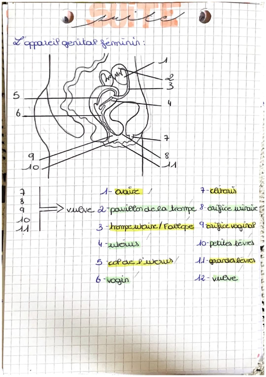 منظر اور پور
la fonction de reproduction production de gametes
-Pa readiation de
rapports sesevers
en plus chez la femme: - la grossesse
L'a