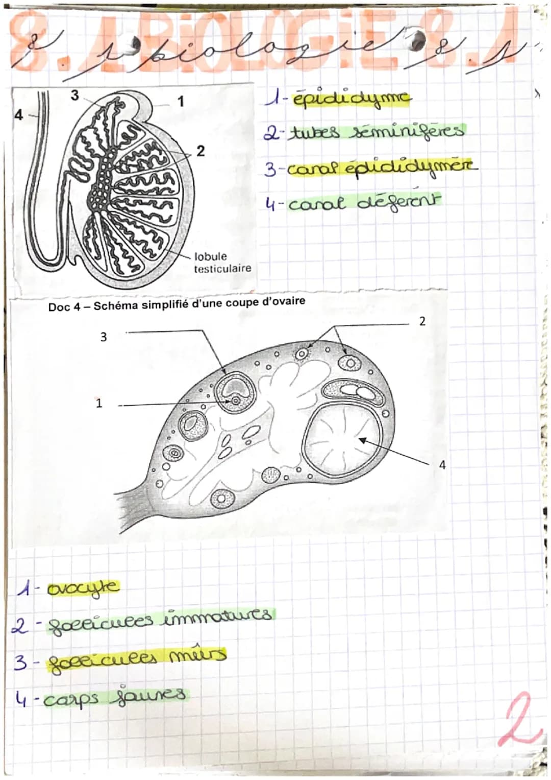 منظر اور پور
la fonction de reproduction production de gametes
-Pa readiation de
rapports sesevers
en plus chez la femme: - la grossesse
L'a