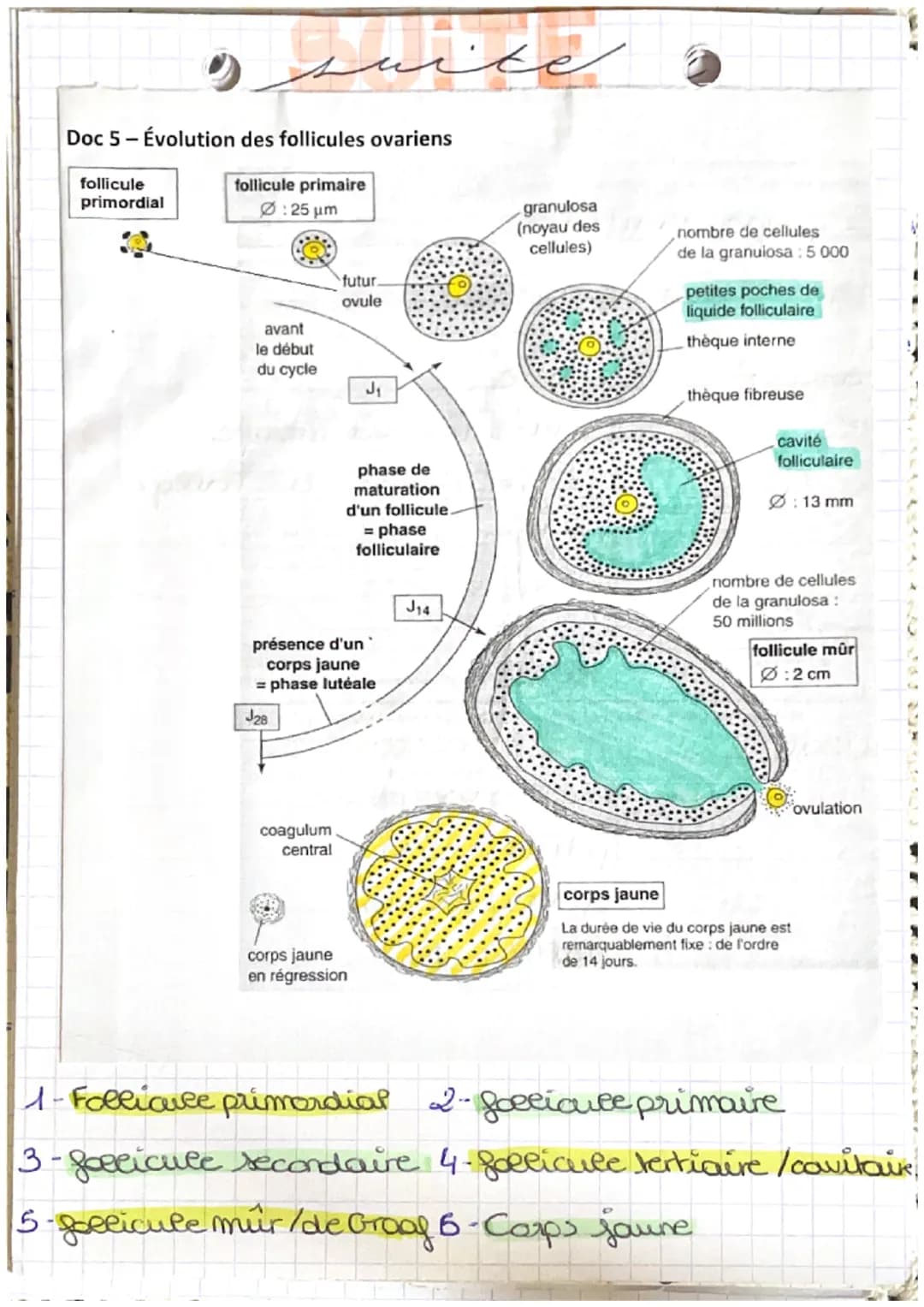 منظر اور پور
la fonction de reproduction production de gametes
-Pa readiation de
rapports sesevers
en plus chez la femme: - la grossesse
L'a