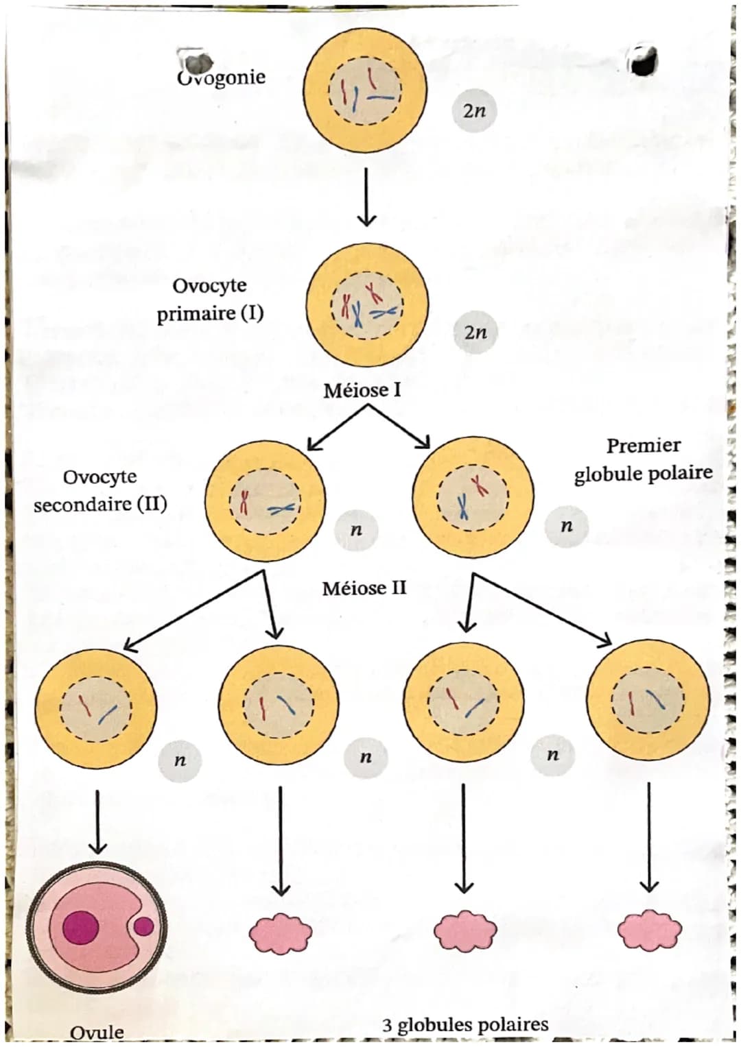 منظر اور پور
la fonction de reproduction production de gametes
-Pa readiation de
rapports sesevers
en plus chez la femme: - la grossesse
L'a