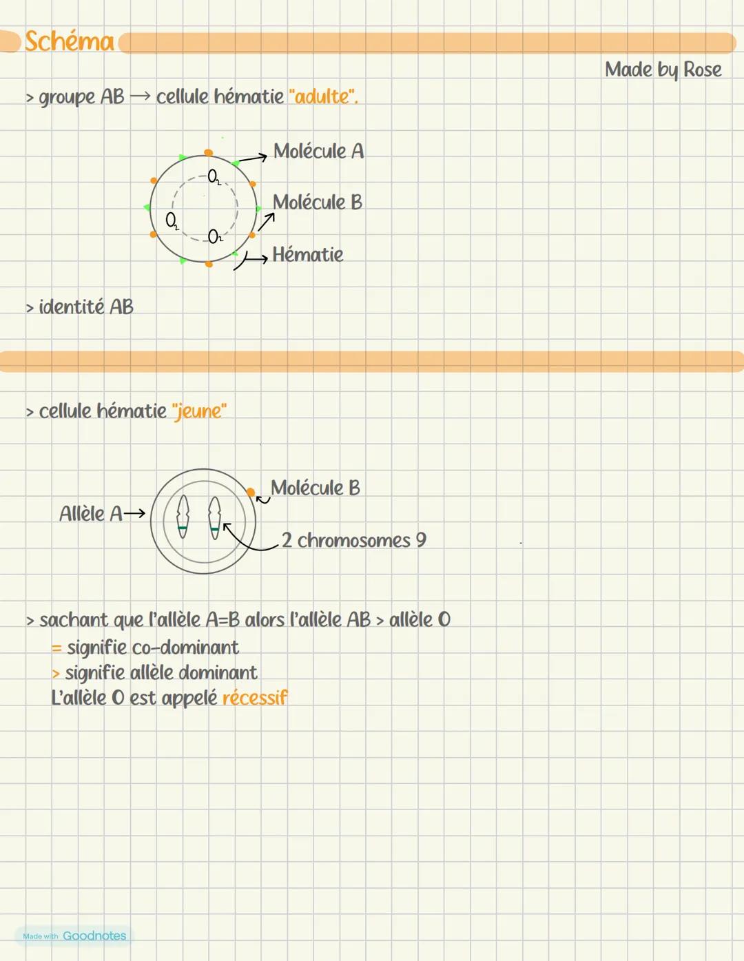 Made with Goodnotes Les genes
Vocabulaire
of alleles
Made by Rose
Gênes: Formé ou constitué d'ADN, défini par un caractère héréditaire, loca