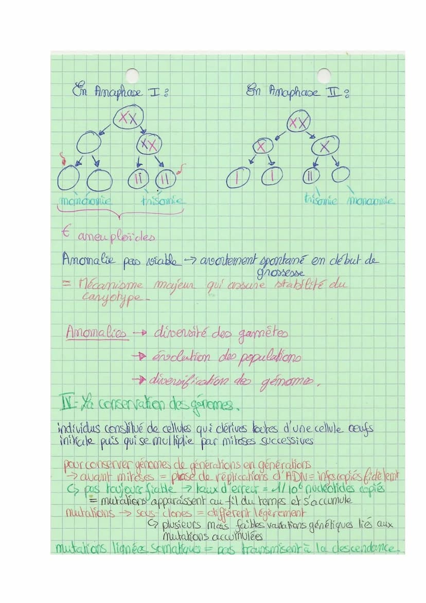 Theme A
10
L
SVT
Origine du génotype des individus.
génome = € des gènes
I- Brasage des génomes au cours de RS
meione + fécondation assurer 
