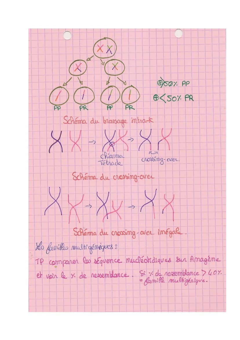 Theme A
10
L
SVT
Origine du génotype des individus.
génome = € des gènes
I- Brasage des génomes au cours de RS
meione + fécondation assurer 