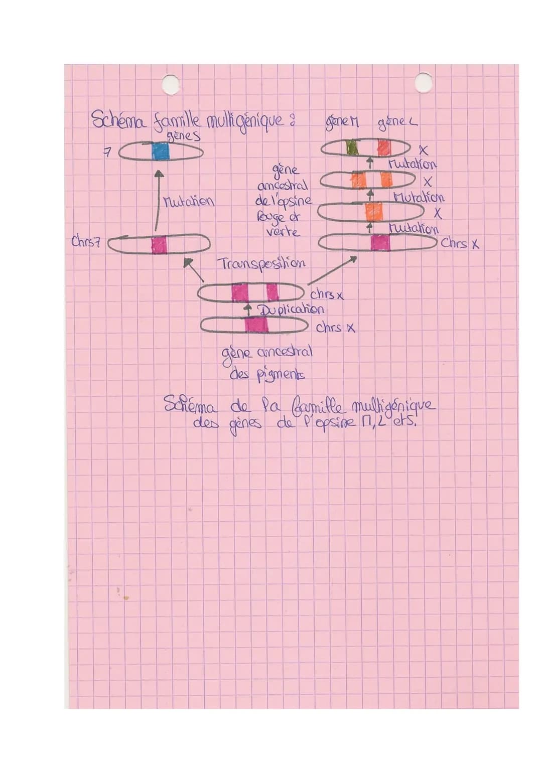 Theme A
10
L
SVT
Origine du génotype des individus.
génome = € des gènes
I- Brasage des génomes au cours de RS
meione + fécondation assurer 