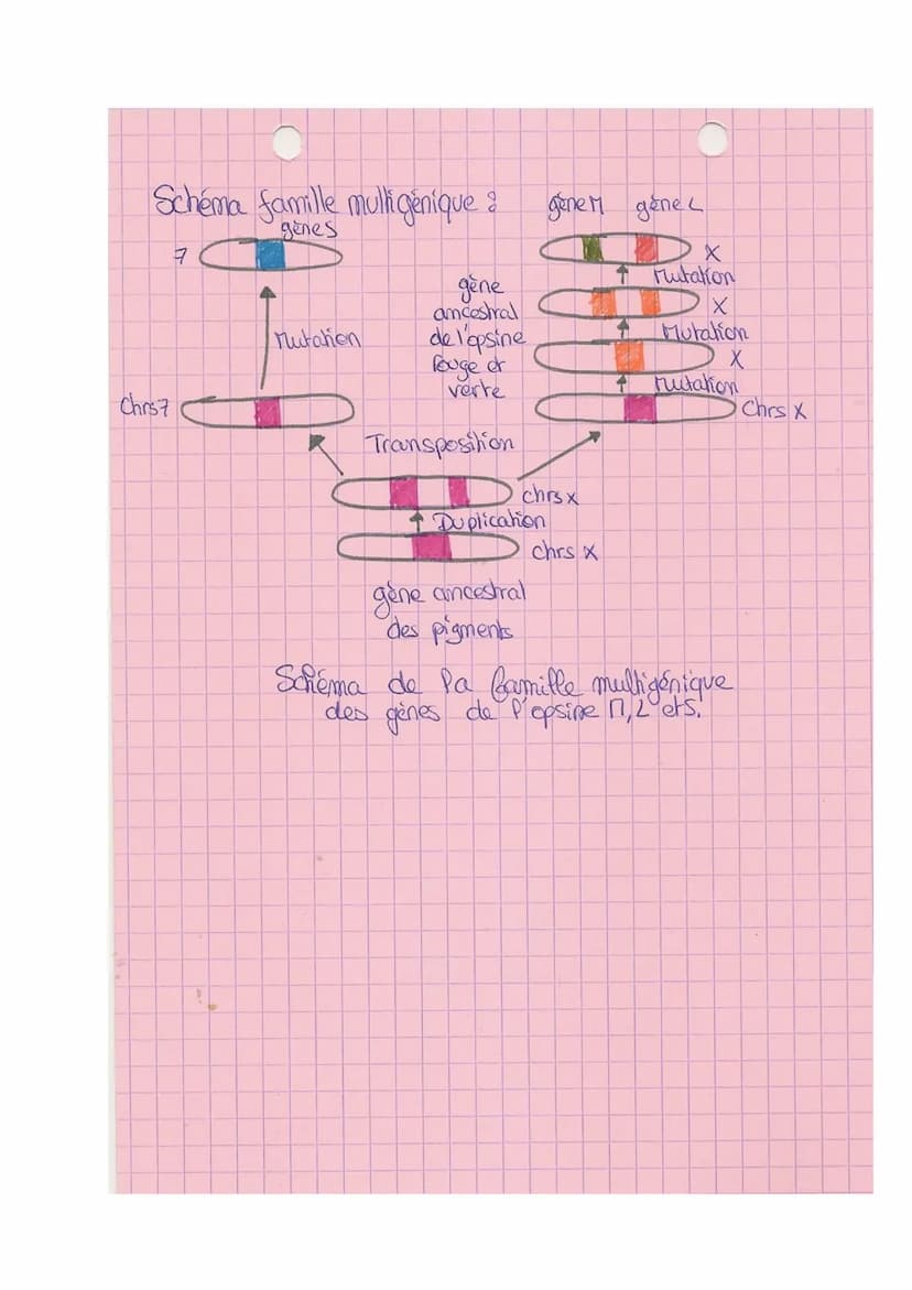Theme A
10
L
SVT
Origine du génotype des individus.
génome = € des gènes
I- Brasage des génomes au cours de RS
meione + fécondation assurer 