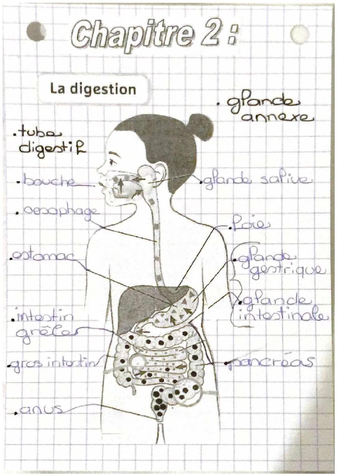 Tout savoir sur les étapes de la digestion : PDF et schéma