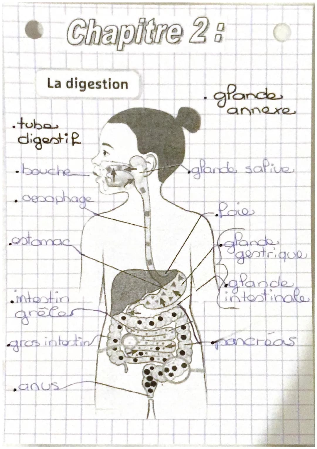 Chapitre 2 :
La digestion
.tube
digestif
•bouche
•Gesophage
Cestomac
Cintestin
grétes
gros intortin
anus
• glande
annexe
glande salive
Love
