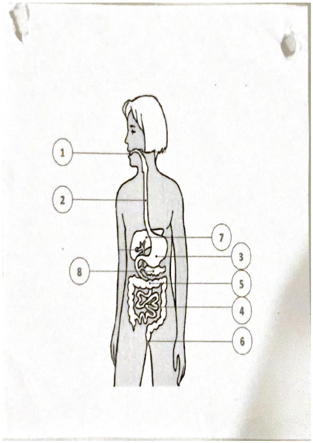 Chapitre 2 :
La digestion
.tube
digestif
•bouche
•Gesophage
Cestomac
Cintestin
grétes
gros intortin
anus
• glande
annexe
glande salive
Love
