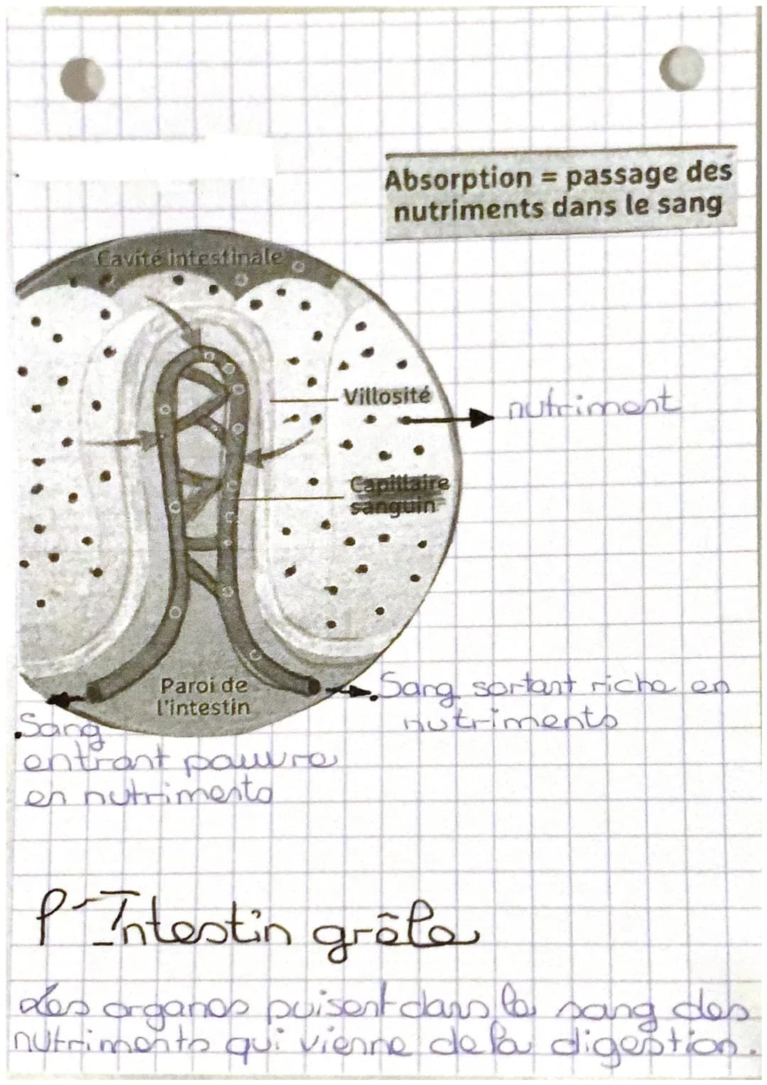 Chapitre 2 :
La digestion
.tube
digestif
•bouche
•Gesophage
Cestomac
Cintestin
grétes
gros intortin
anus
• glande
annexe
glande salive
Love
