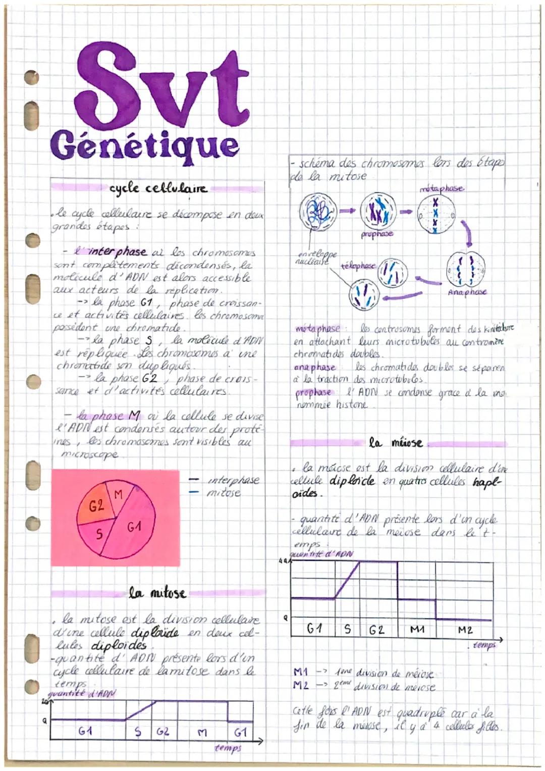 i Svt
Génétique
cycle cellulaire
le cycle cellulaire se décompose en deux
grandes étapes :
Q
I interphase ai los chromosomes
sont complèteme