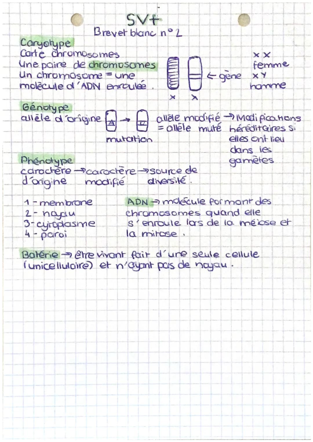 SV+
Brevet blanc n°2
Caryotype
Carte chromosomes
Une paire de chromosomes
Un chromosome = une
molecule d'ADN enroulée.
Phénotype
caractere
d