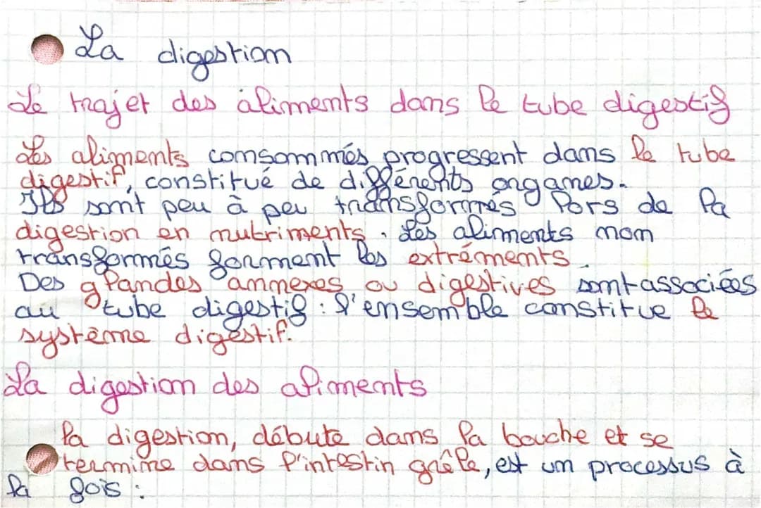 Les aliments, une source d'éléments vitaux pour l'organisme