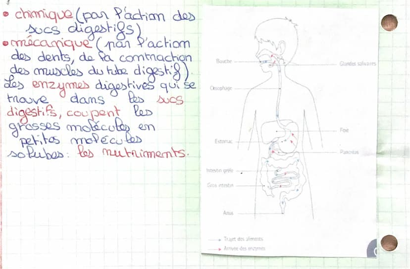 La digestion
Le trajet des aliments dans le tube digestif
de Pa
Les aliments consommés progressent dans le tube
digestif, constitué de diffé