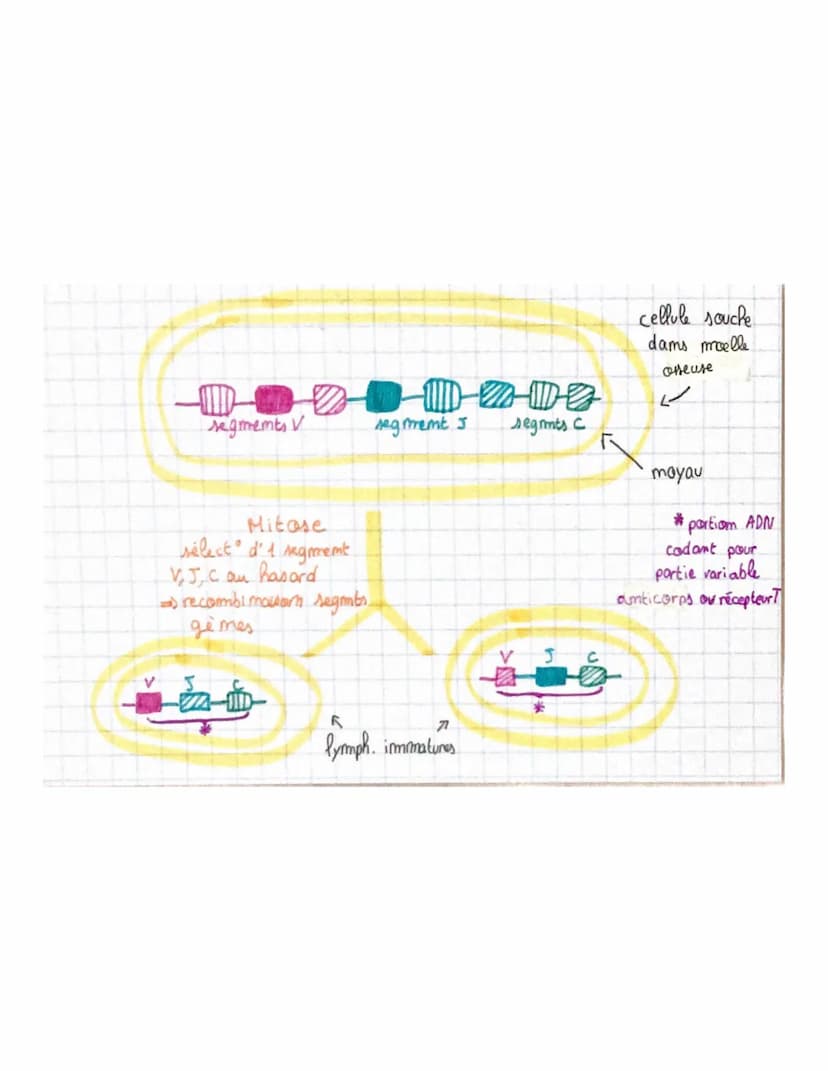 THE ME 3
Chapitre 3 :: Se soigner grâce au
immunitaire : la vaccination
au système
Intro
Selom OMS, les vaccins sauvent chaque ammée 2 à 3 m