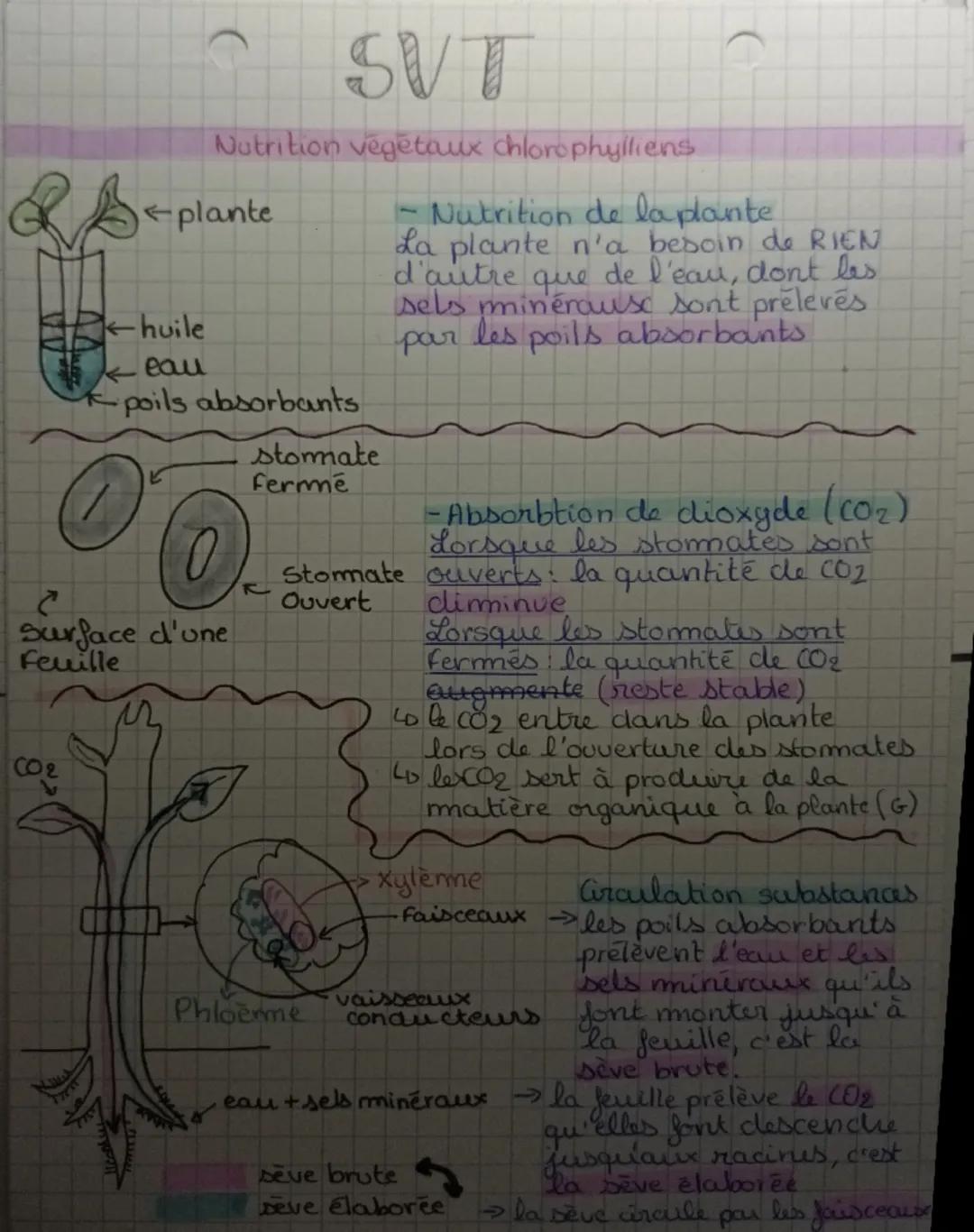SVT

Nutrition vegetaux chlorophylliens

←plante

huile
eau
•poils absorbants

0

Surface d'une
Feuille

CO2
































