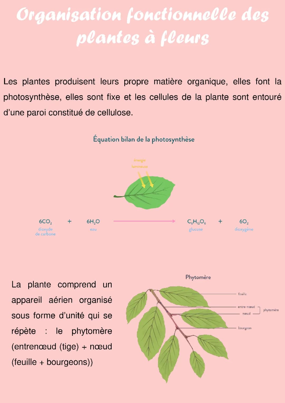 organisation fonctionnelle des plantes à fleurs 