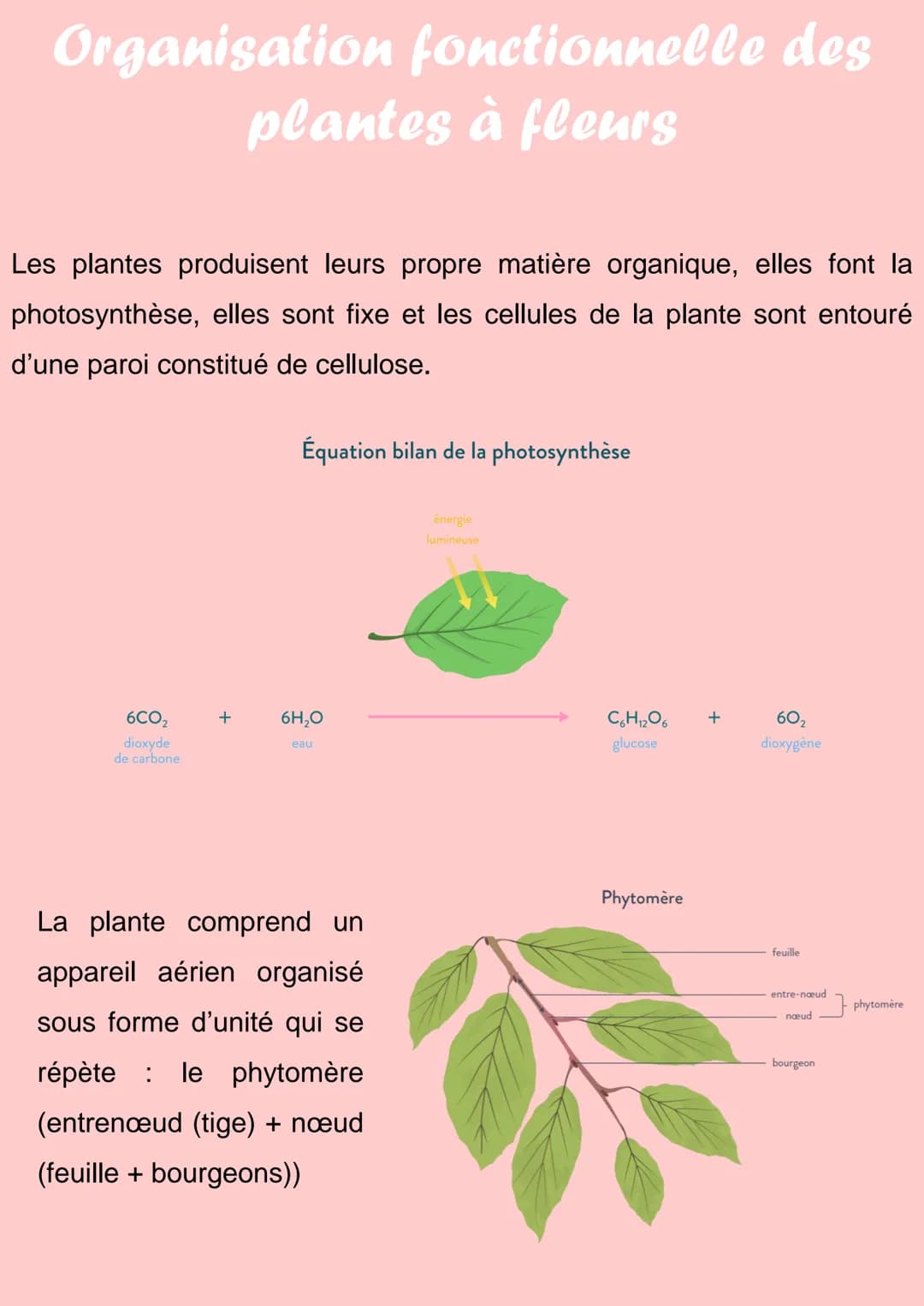 Organisation fonctionnelle des
plantes à fleurs
Les plantes produisent leurs propre matière organique, elles font la
photosynthèse, elles so