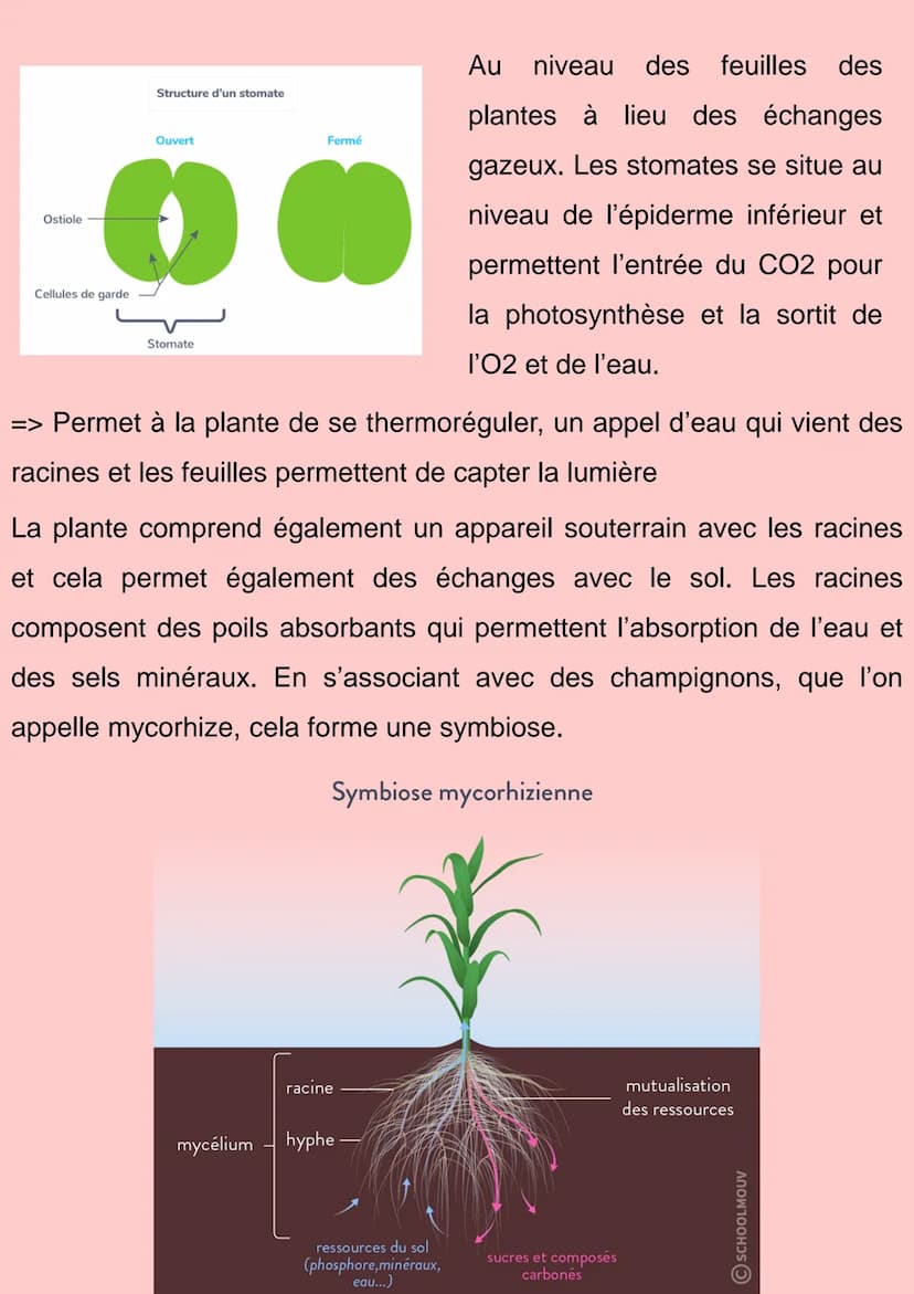 Organisation fonctionnelle des
plantes à fleurs
Les plantes produisent leurs propre matière organique, elles font la
photosynthèse, elles so