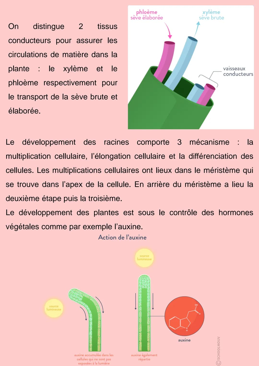 Organisation fonctionnelle des
plantes à fleurs
Les plantes produisent leurs propre matière organique, elles font la
photosynthèse, elles so