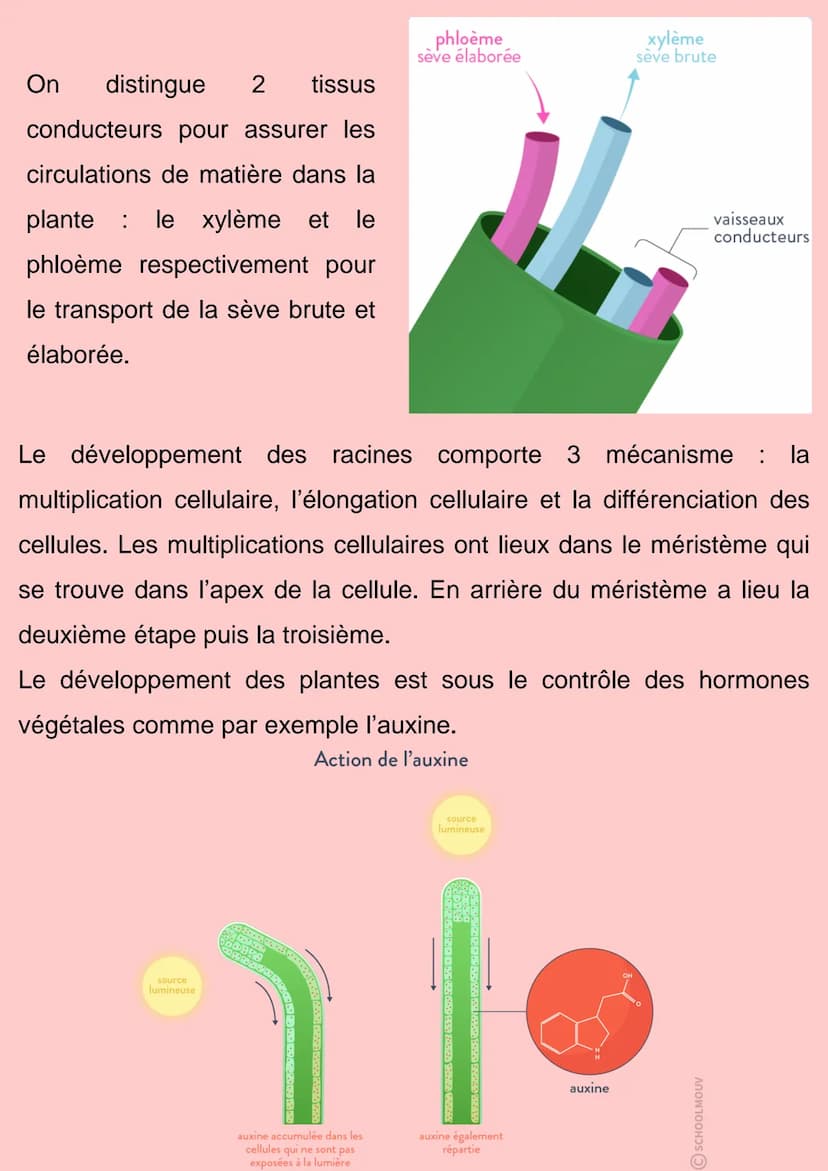 Organisation fonctionnelle des
plantes à fleurs
Les plantes produisent leurs propre matière organique, elles font la
photosynthèse, elles so