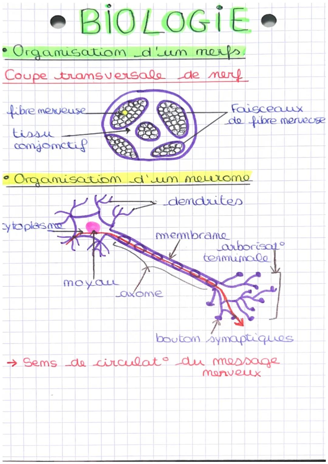 - BIOLOGIE •
- Orgamisation d'un merfs.
Coupe transversale de nerf
fibre merveuse
tissu
conjonctif
Faisceaux
de fibre merveuse
- Organisatio