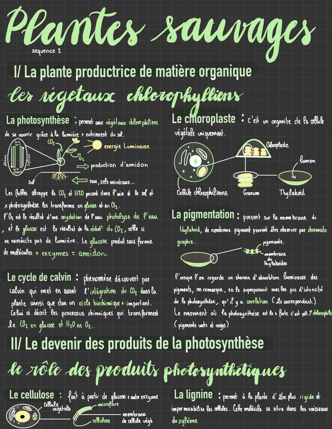 Plantes sauvages
sequence 2
I/ La plante productrice de matière organique
les végetaux chlorophylliens
La photosynthèse permet aux végétaux 