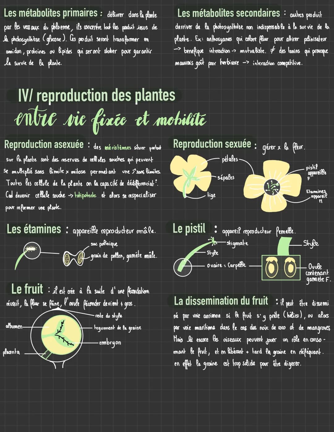 Plantes sauvages
sequence 2
I/ La plante productrice de matière organique
les végetaux chlorophylliens
La photosynthèse permet aux végétaux 
