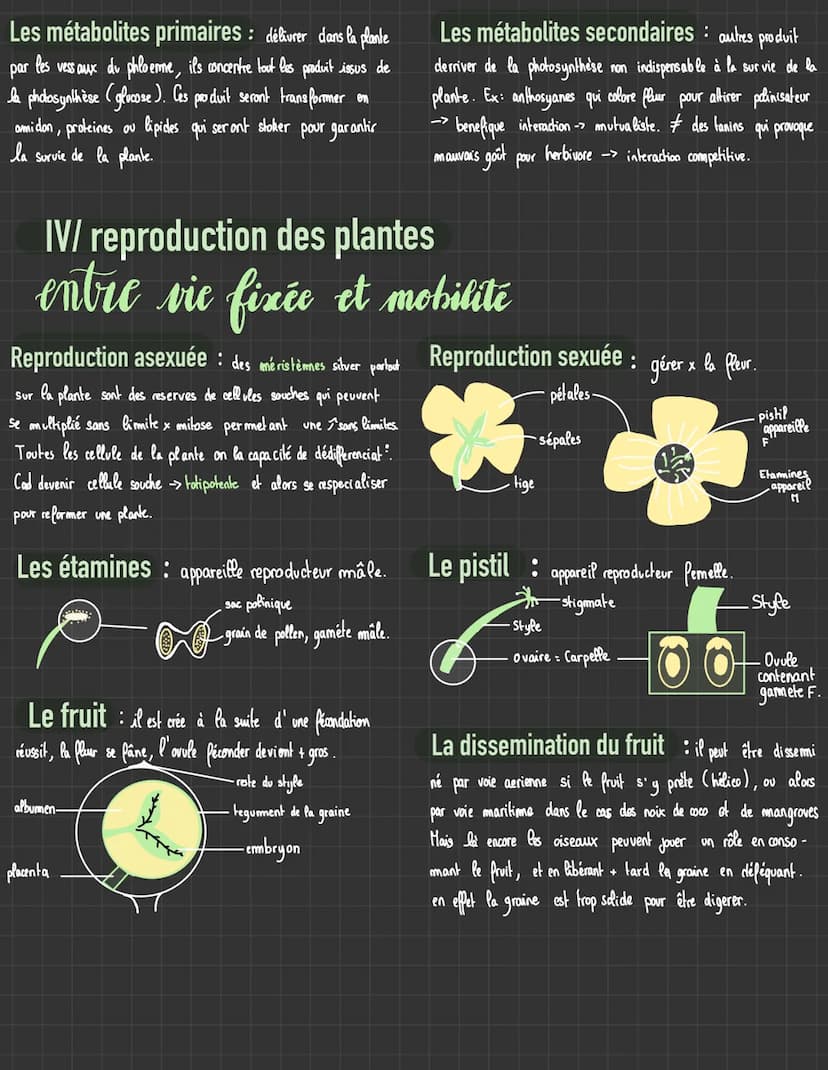 Plantes sauvages
sequence 2
I/ La plante productrice de matière organique
les végetaux chlorophylliens
La photosynthèse permet aux végétaux 
