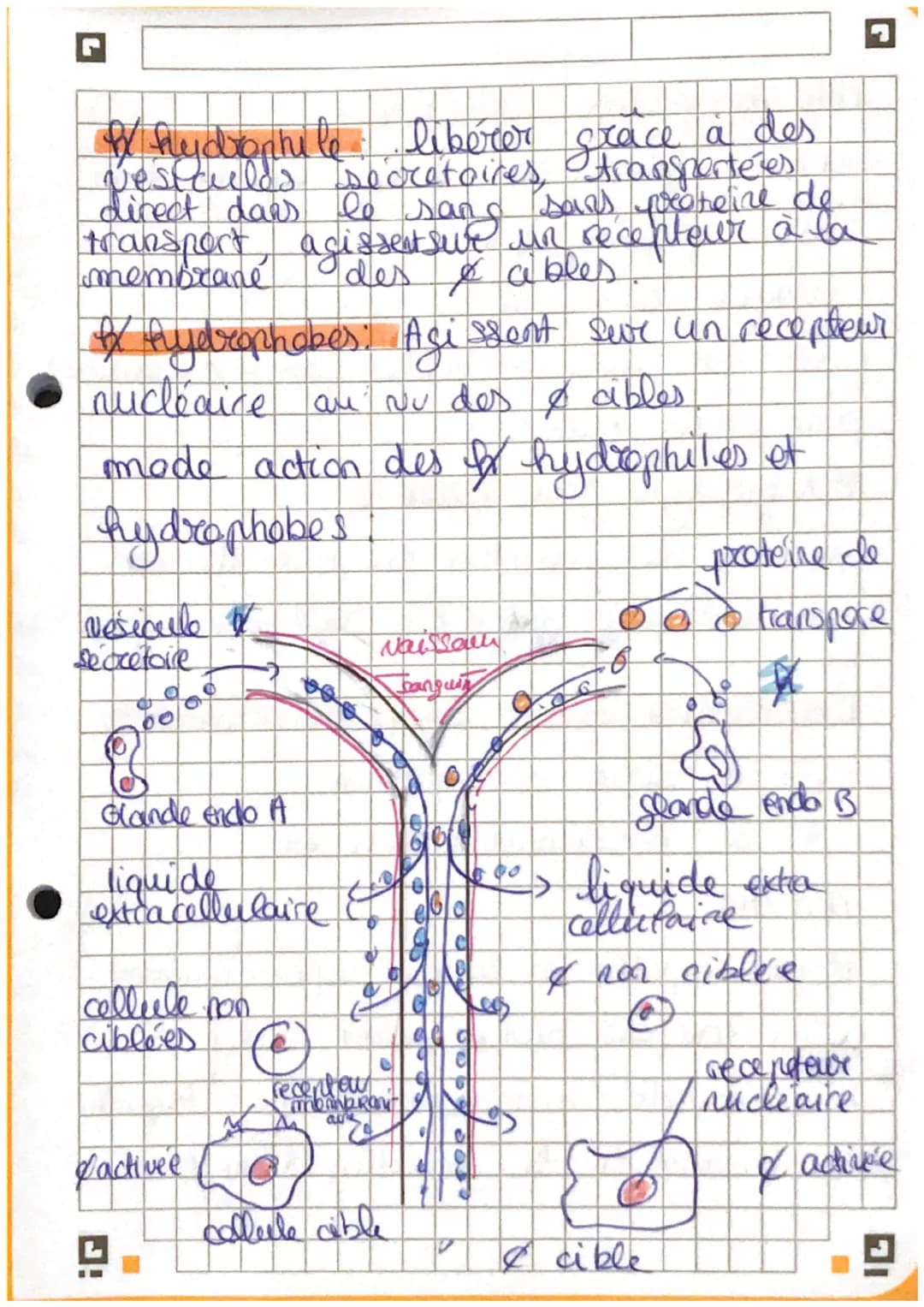 G
Chapitre 3: La Reculation de
fonction seeproductrice
I
la
。 la testosterone est essentiel à la mise en
place des caractères sexuels AR.
To