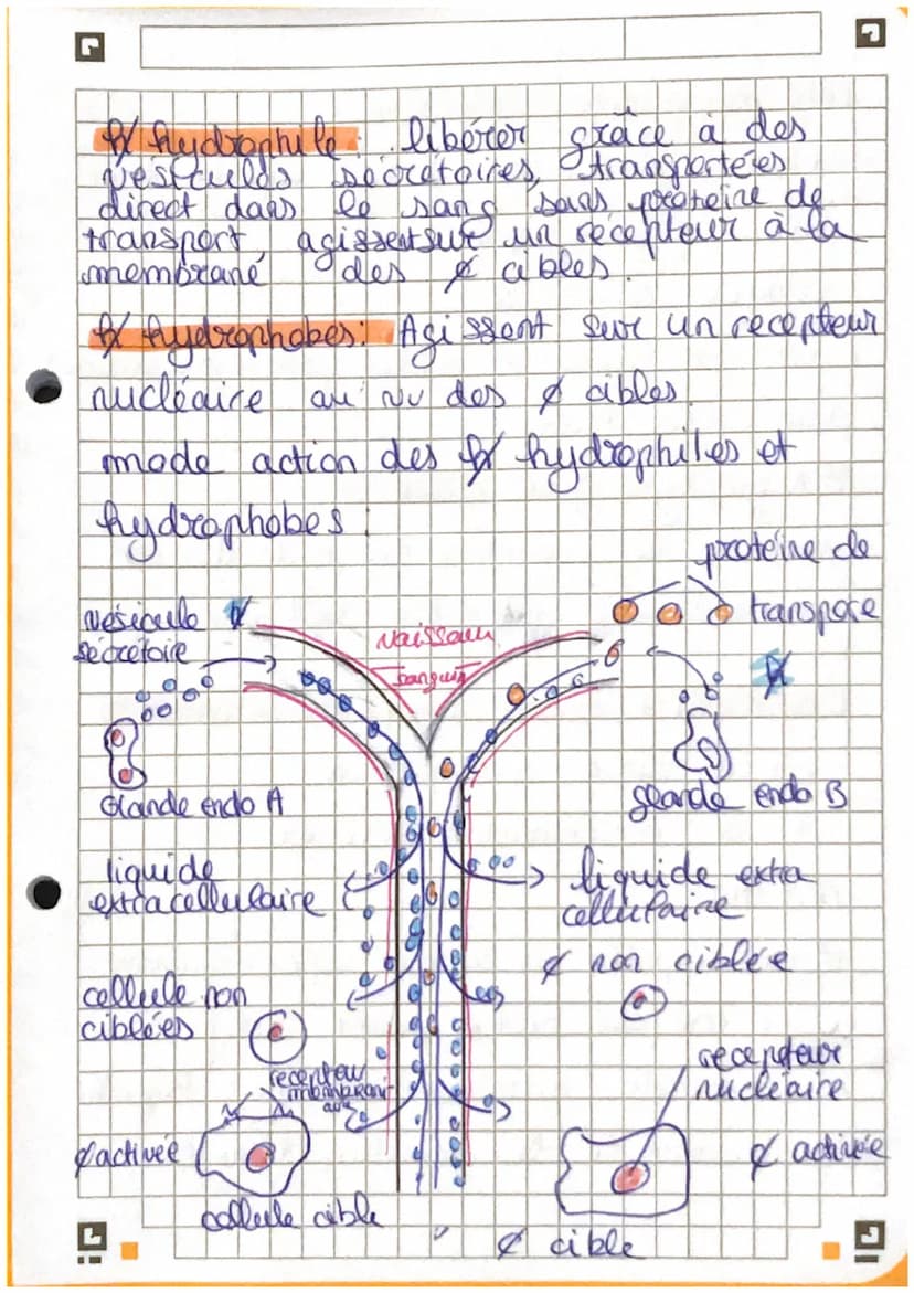 G
Chapitre 3: La Reculation de
fonction seeproductrice
I
la
。 la testosterone est essentiel à la mise en
place des caractères sexuels AR.
To
