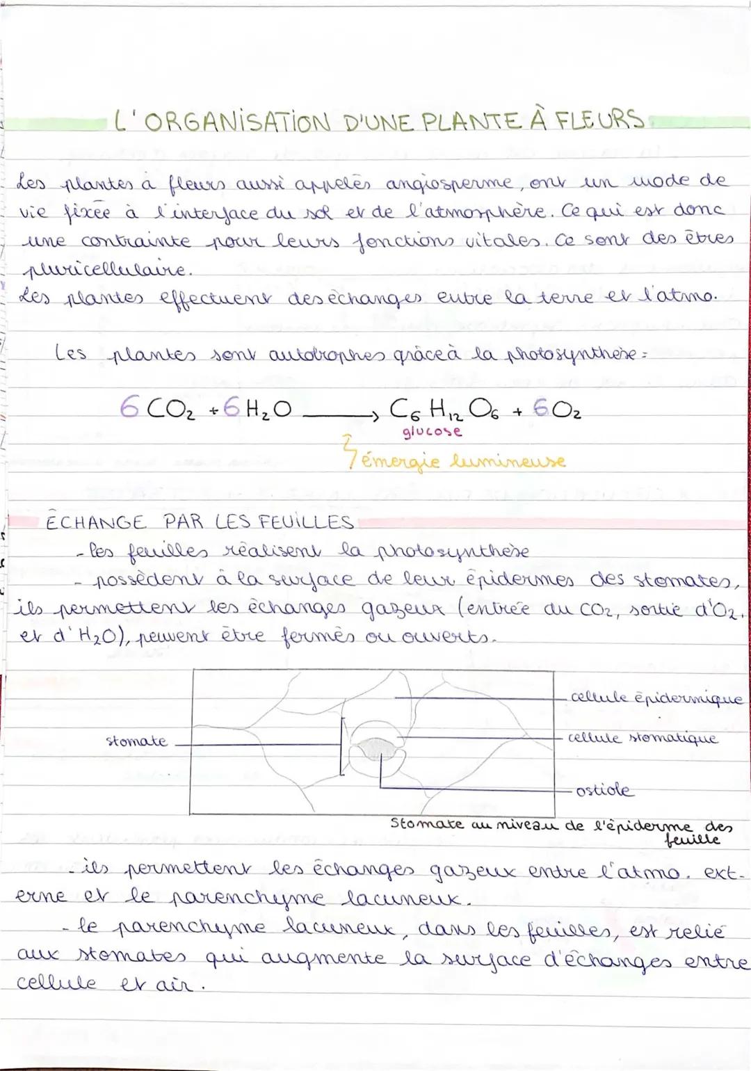 L'organisation Fonctionnelle des Plantes à Fleurs - Fiche de Révision et Schémas SVT Terminale