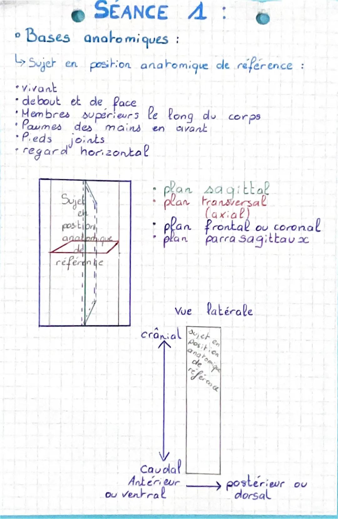 SEANCE :
Bases anatomiques :
L> Sujet en position anatomique de référence
•vivant.
•debout et de face.
•Membres
.
Paumes des mains.
• Pieds 