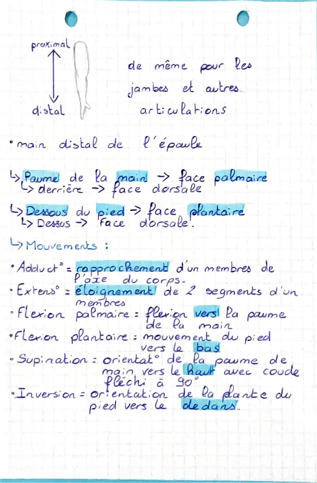 SEANCE :
Bases anatomiques :
L> Sujet en position anatomique de référence
•vivant.
•debout et de face.
•Membres
.
Paumes des mains.
• Pieds 