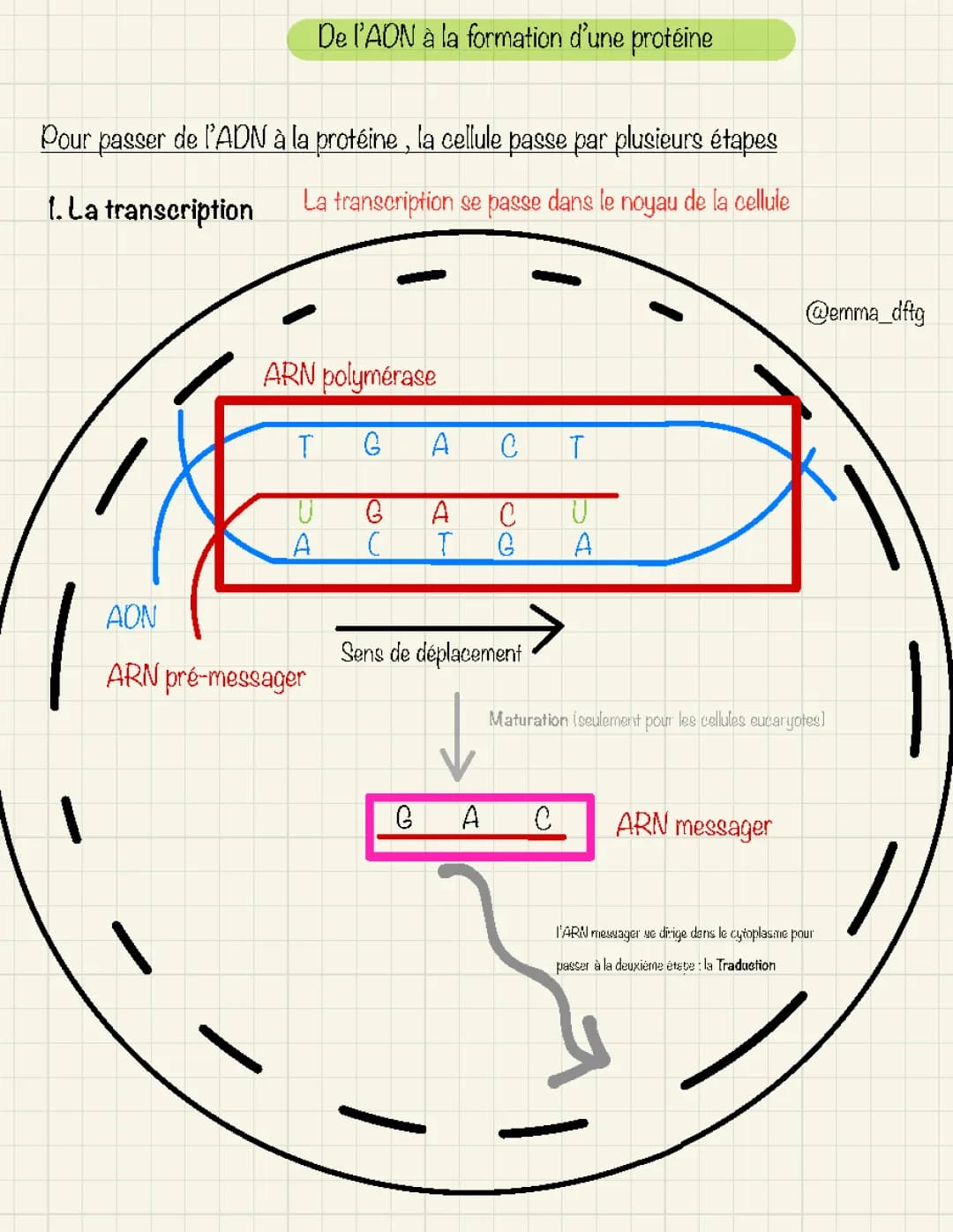 Les étapes de la transcription et traduction de l'ADN en ARN messager
