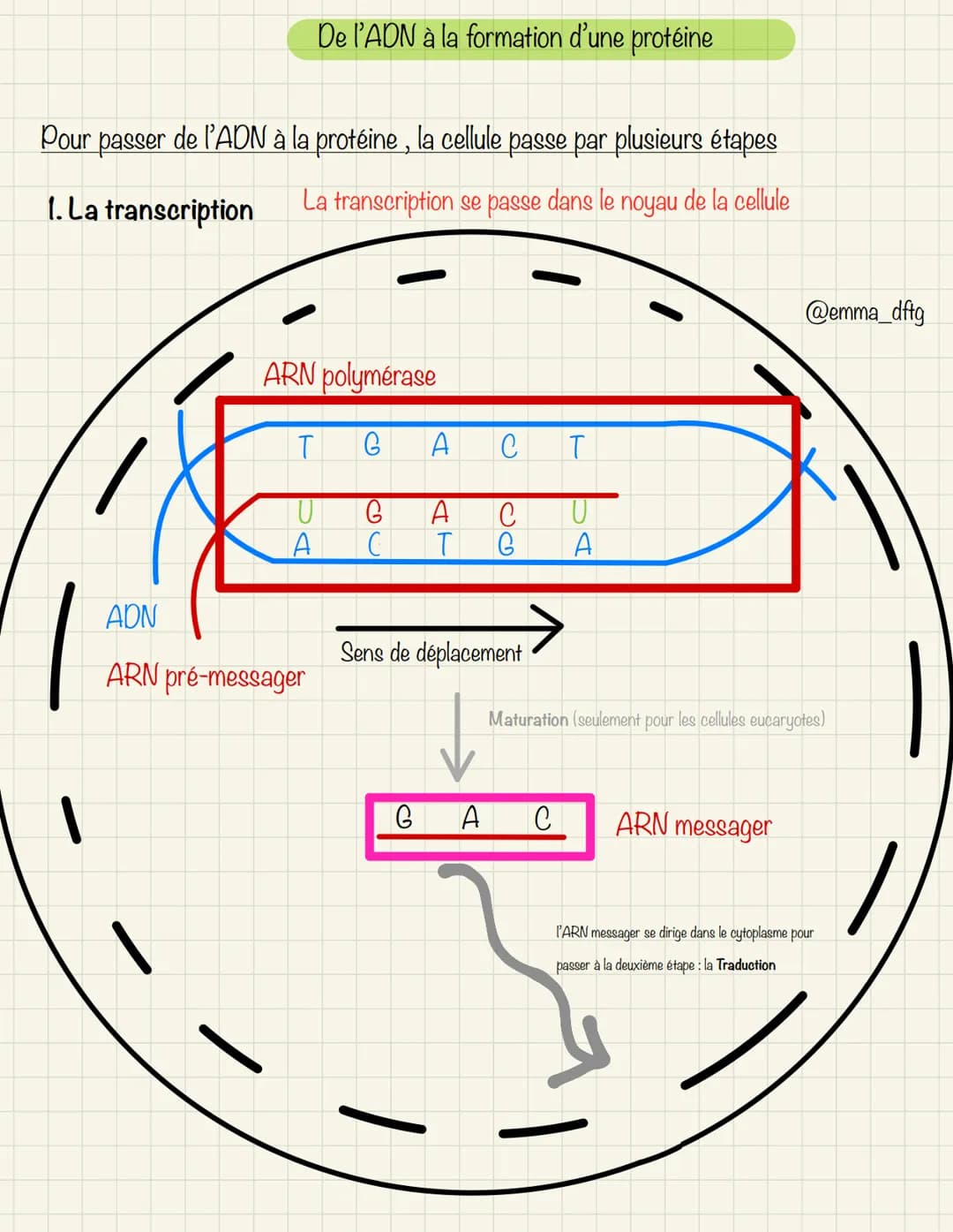 Pour passer
de l'ADN à la protéine, la cellule passe par plusieurs étapes
La transcription se passe dans le noyau de la cellule
1. La transc