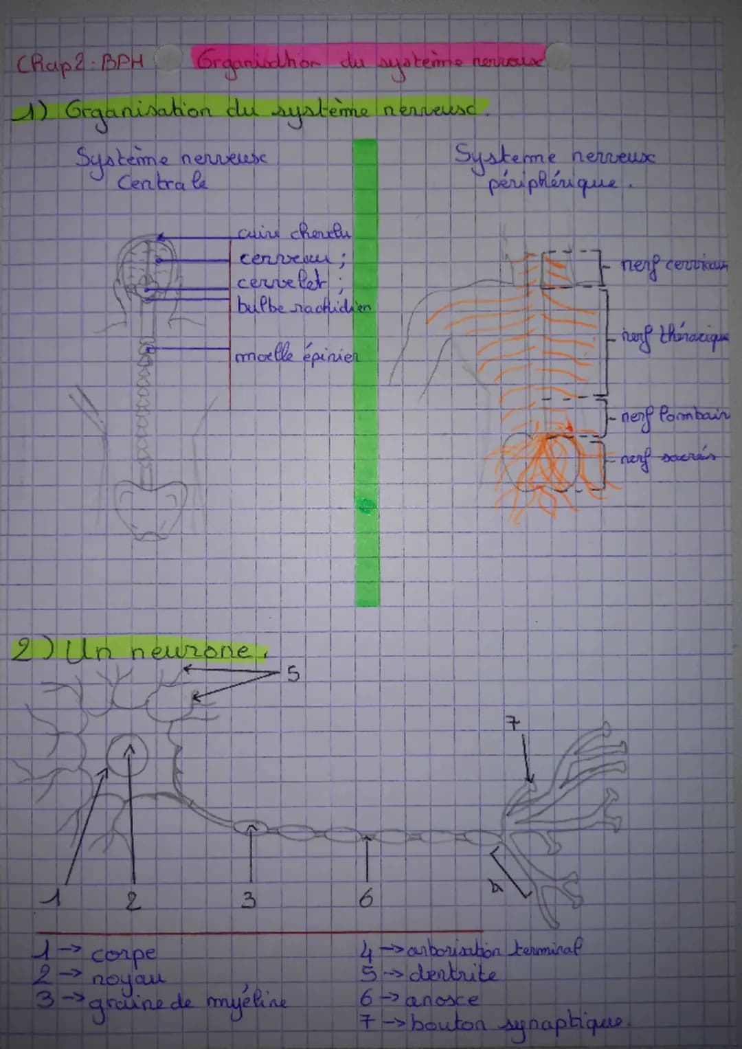 Chap 2 BPH
Grganisation du systeme nervouse
1) Grganisation du système nerveusc
Système
Centrale
Systeme nerveux
périphérique
cuire cherelu
