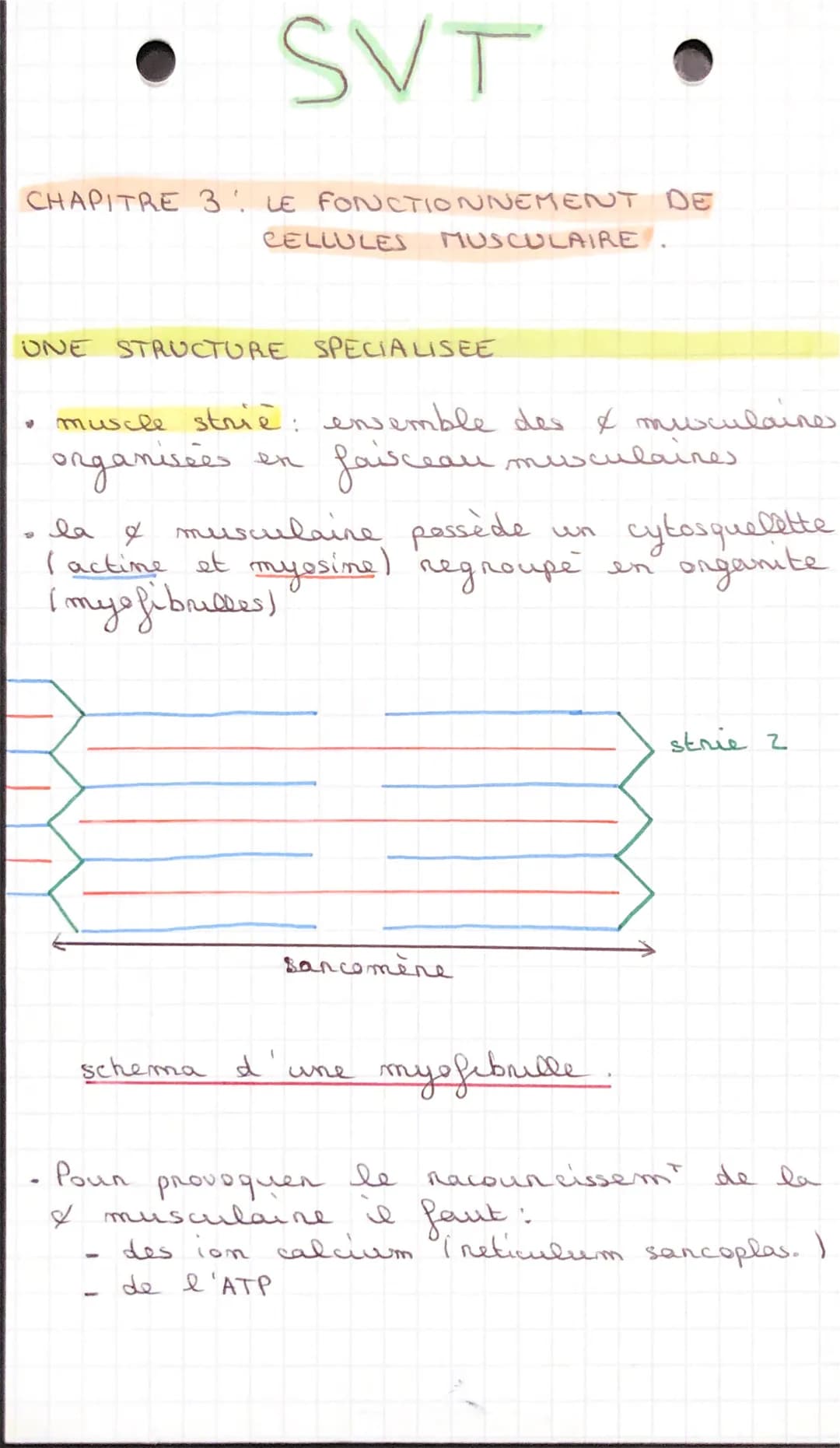 CHAPITRE 3 LE FONCTIONNEMENT DE
SVT
-
CELLULES
ONE STRUCTURE SPECIALISEE
muscle strie: ensemble des & musculaire
organisées
faisceau muscula